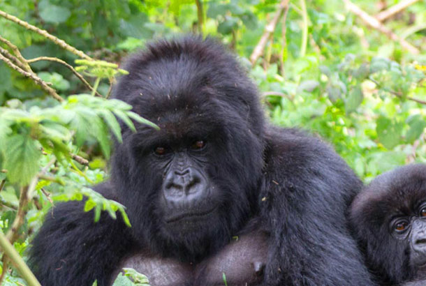 Habinyanja-gorillas